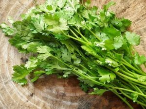 Coriander LLeave